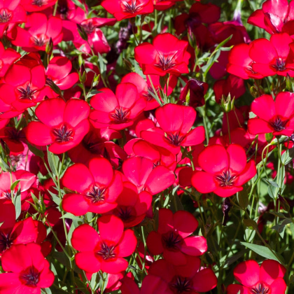 BIO Ľan veľkokvetý červený - Linum grandiflorum - predaj bio semien - 120 ks