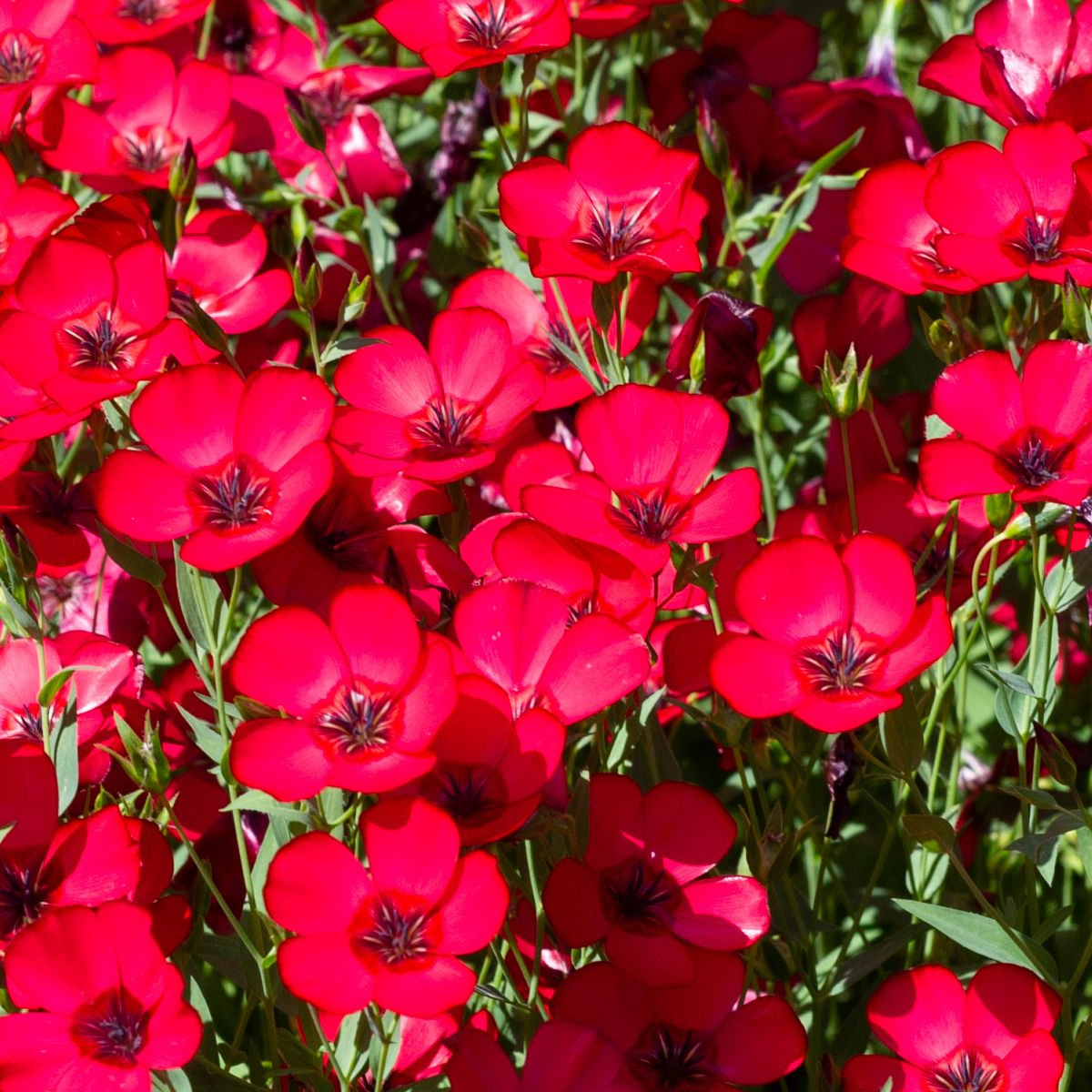 BIO Ľan veľkokvetý červený - Linum grandiflorum - predaj bio semien - 120 ks