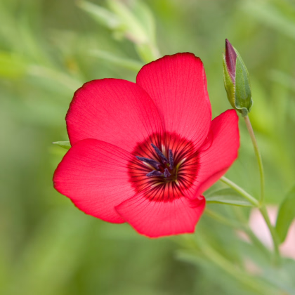 BIO Ľan veľkokvetý červený - Linum grandiflorum - predaj bio semien - 120 ks
