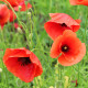 BIO Mak vlčí červený - Papaver rhoeas - predaj semien - 100 ks