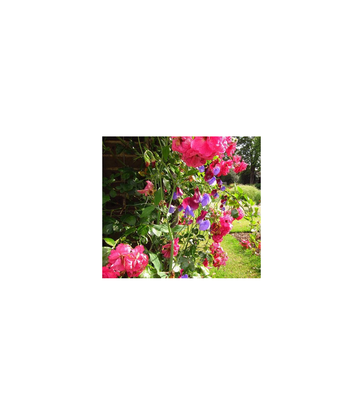 Hrachor voňavý ružový - Lathyrus odoratus - predaj semien - 20 ks