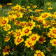 BIO Krásnoočko farebné - Coreopsis tinctoria - predaj semien - 50 ks