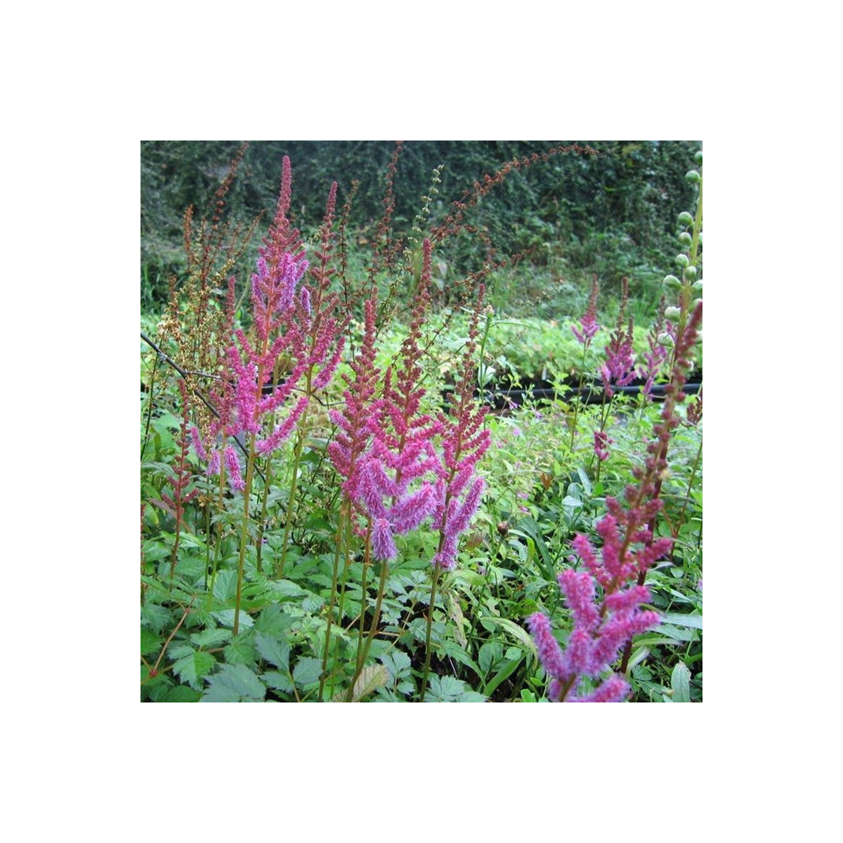 Astilba čínska fialová - Astilbe chinensis - predaj semien - 10 ks