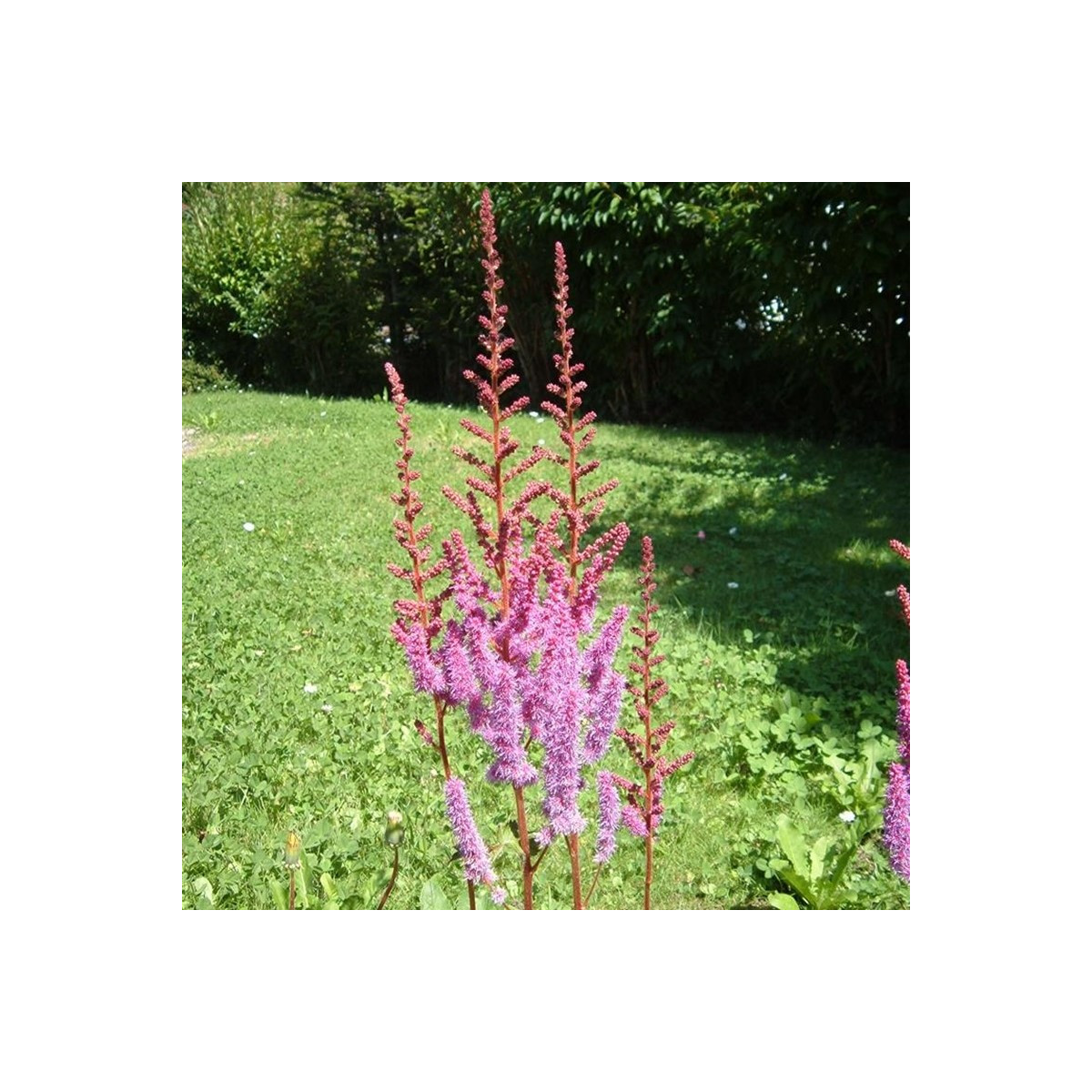 Astilba čínska fialová - Astilbe chinensis - predaj semien - 10 ks