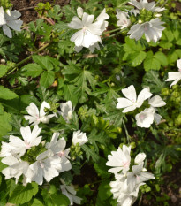 Slez pižmový biely - Malva moschata albumu - predaj semien - 50 ks