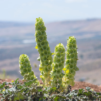 Írsky zvonček - Moluccella laevis - predaj semien - 50 ks