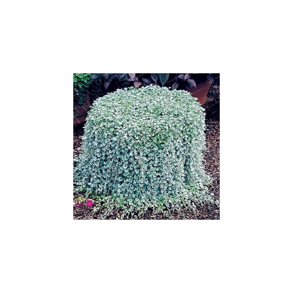 Strieborný dážď Silver Falls - Dichondra emerald - predaj semien - 6 ks