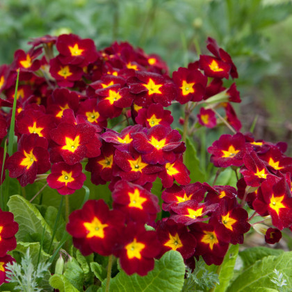 Prvosienka Inara F1 Late Red - Primula elatior - predaj semien - 20 ks