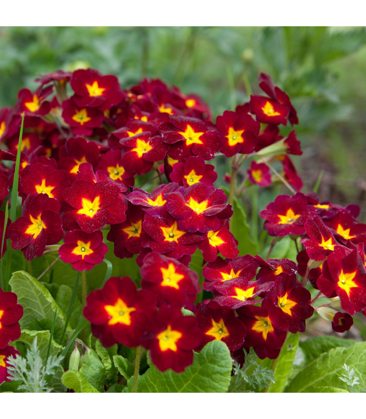 Prvosienka Inara F1 Late Red - Primula elatior - predaj semien - 20 ks