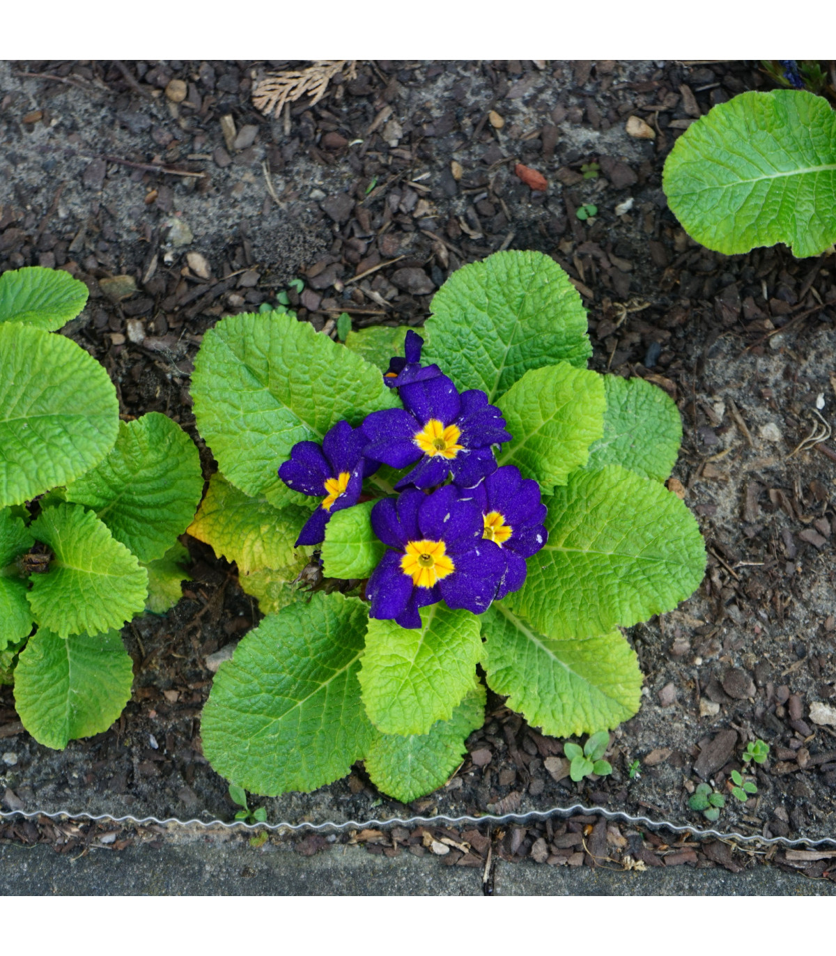 Prvosienka Inara F1 Late Blue - Primula elatior - predaj semien - 20 ks