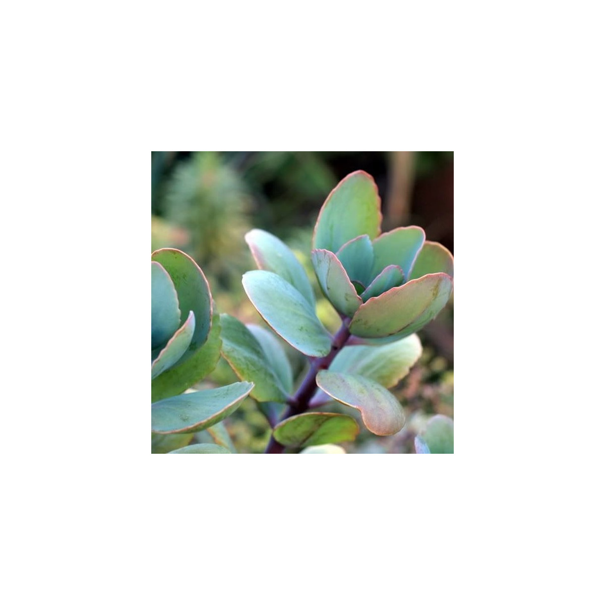 Kalanchoe grandiflora - Kalanchoe - predaj semien - 20 ks