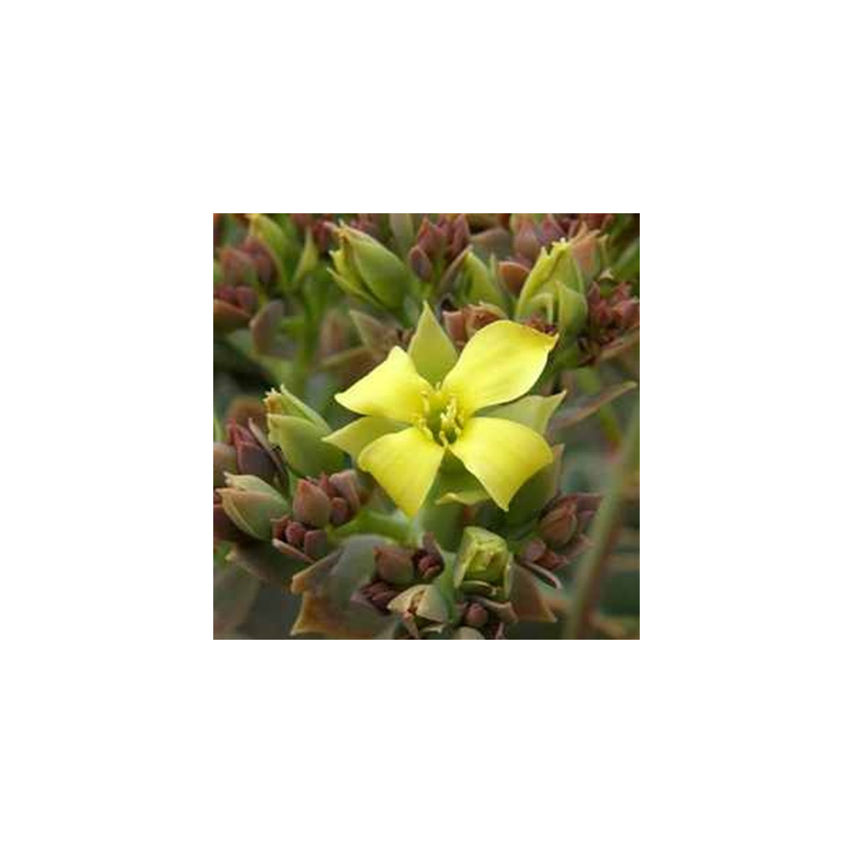 Kalanchoe grandiflora - Kalanchoe - predaj semien - 20 ks