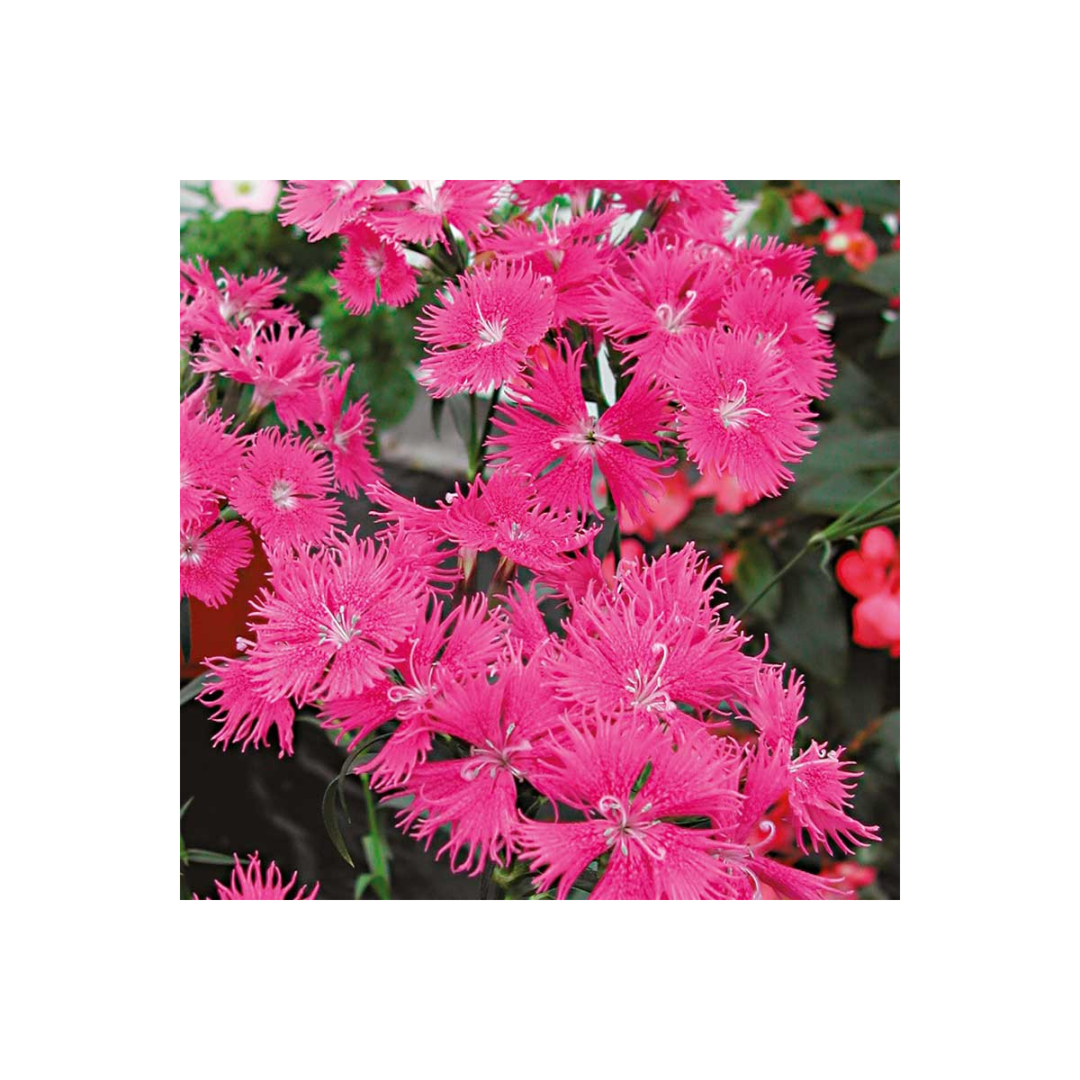 Klinček bradatý Bouquet Purple F1 - Dianthus barbatus - predaj semien - 20 ks