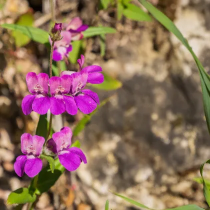 Kolinsia rôznolistá Bicolor - Collinsia heterophylla - semiačka - 10 ks