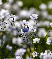 Ľan siaty - Linum usitatissimum - predaj semien - 140 ks