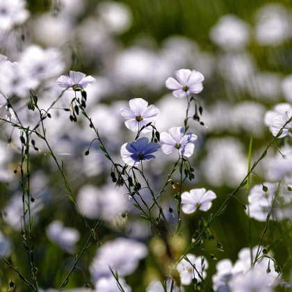Ľan siaty - Linum usitatissimum - predaj semien - 140 ks