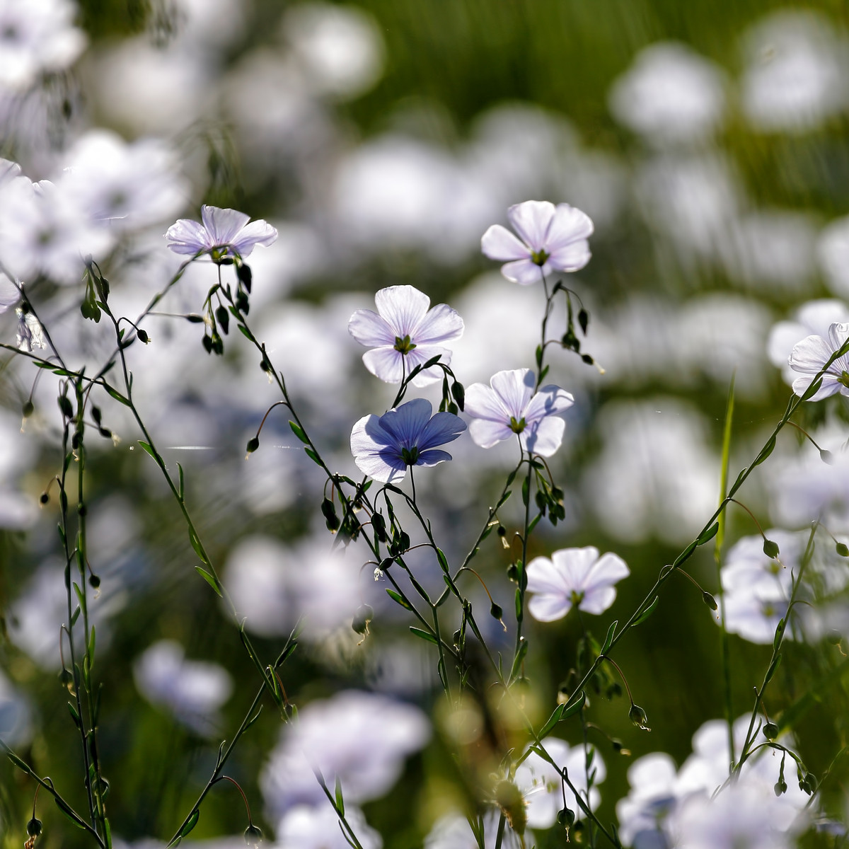 Ľan siaty - Linum usitatissimum - predaj semien - 140 ks