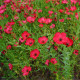 Ľan červený veľkokvetý - Linum grandiflorum - predaj semien - 140 ks