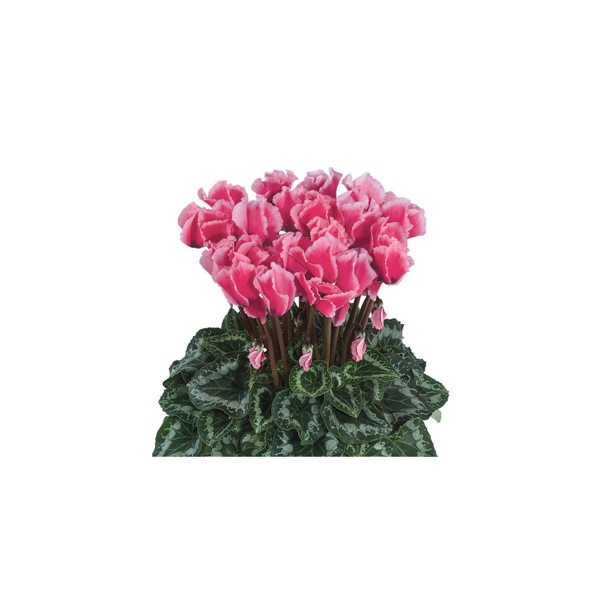 Cyklamén perzský Halios Curly Rose F1 - Cyclamen persicum - predaj semien - 6 ks
