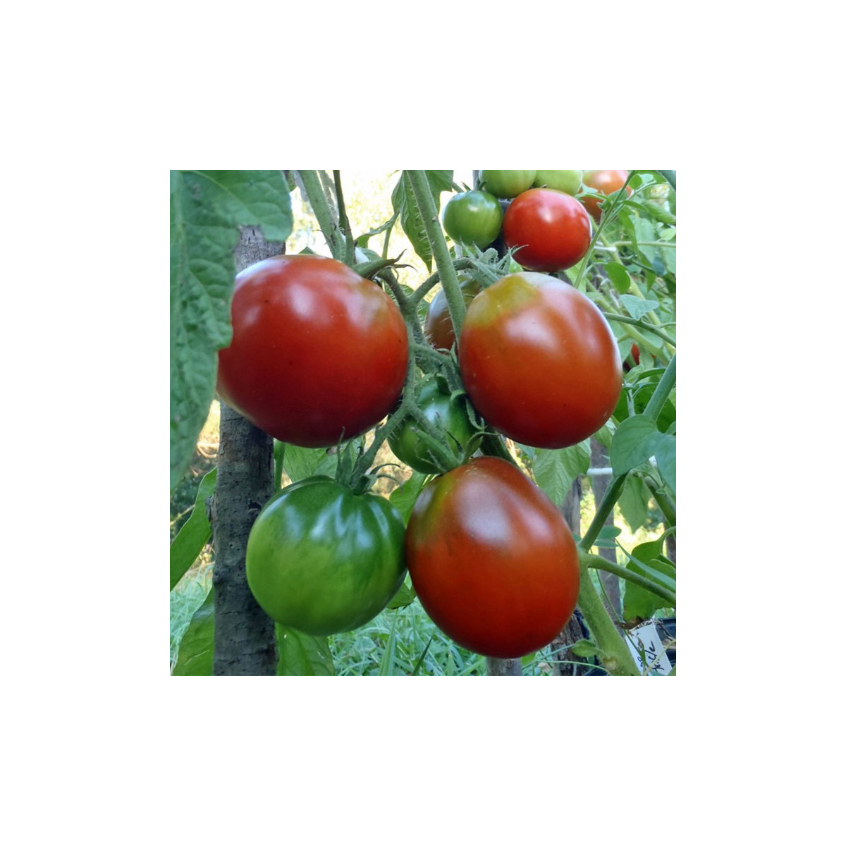 BIO Paradajka Black Trifele - Solanum lycopersicum - predaj bio semien - 7 ks