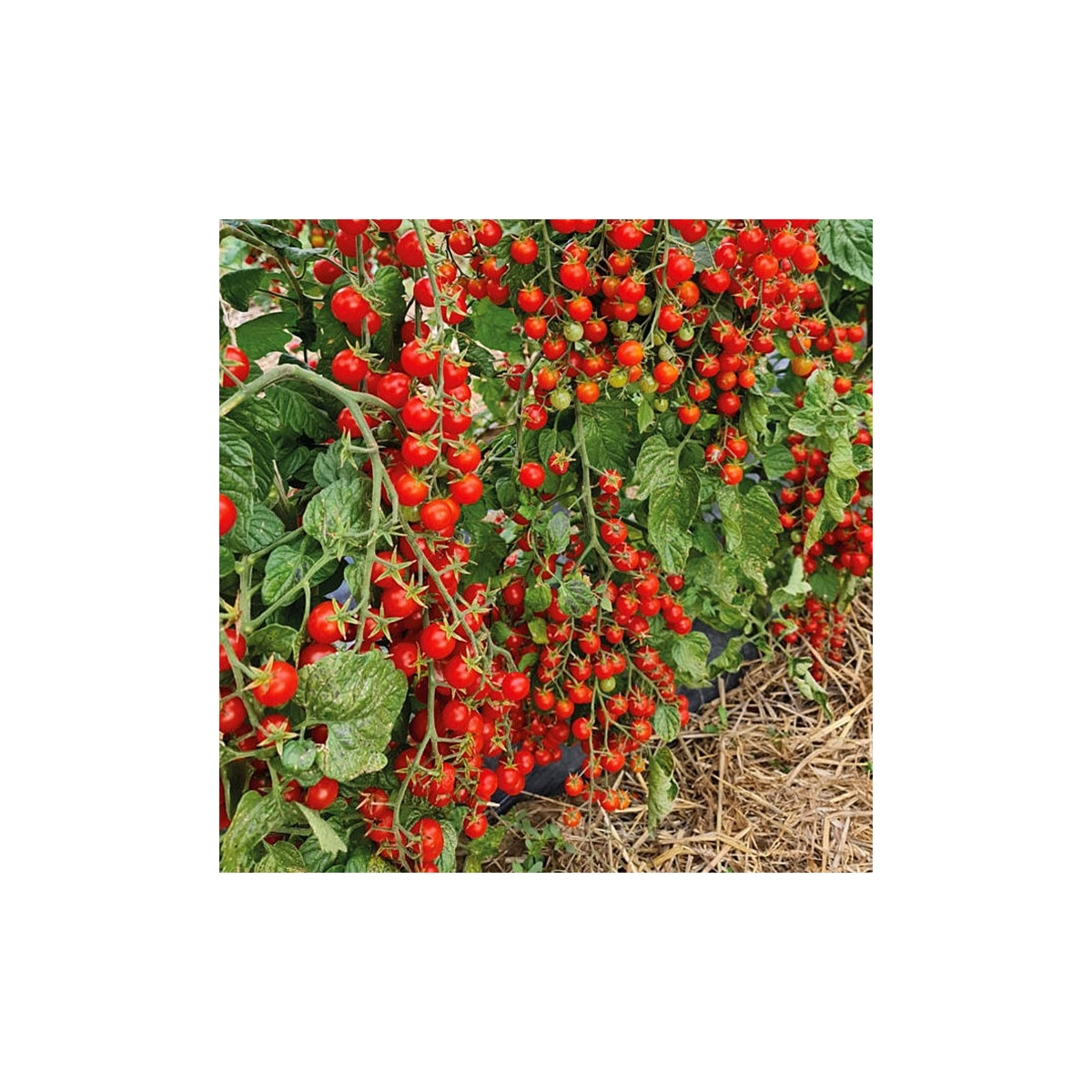 Paradajka Perlino červené F1 - Solanum lycopersicum - predaj semien - 6 ks