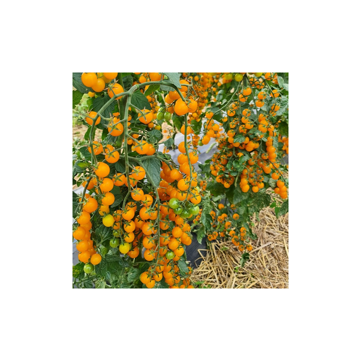 Paradajka Perlino žltá F1 - Solanum lycopersicum - predaj semien - 6 ks