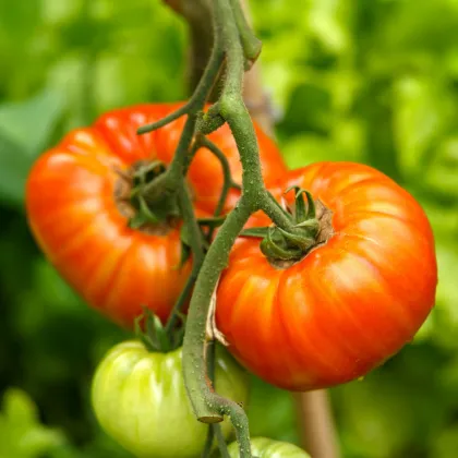 Paradajka Gigantomo - Solanum lycopersicum - predaj semien - 5 ks