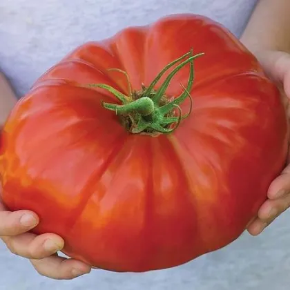 Paradajka Gigantomo - Solanum lycopersicum - predaj semien - 5 ks