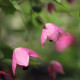Rodochiton Purple Bells - Rhodochiton atrosanguineus - predaj semien - 6 ks