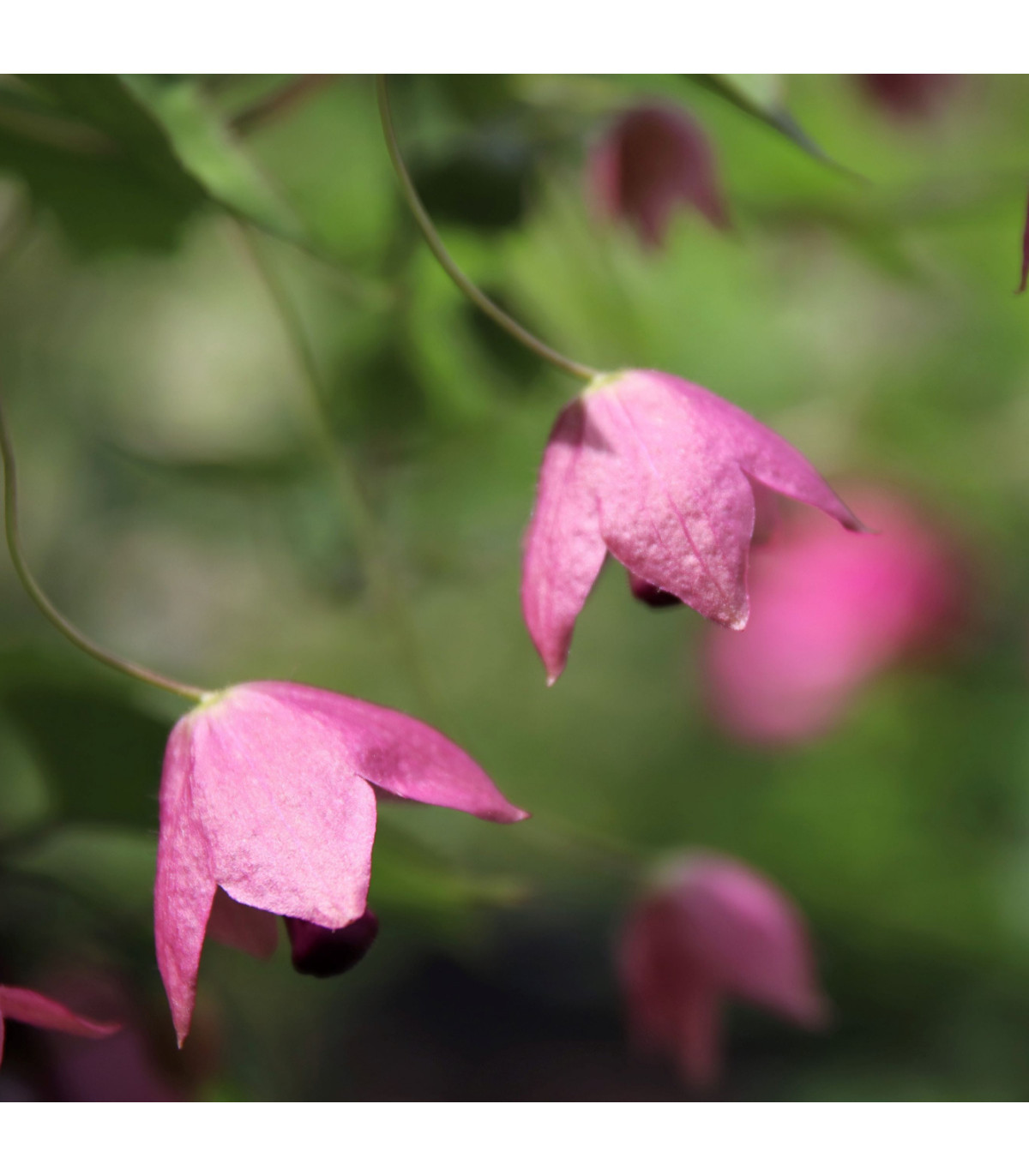 Rodochiton Purple Bells - Rhodochiton atrosanguineum - predaj semien - 6 ks