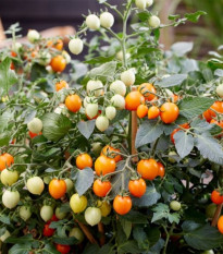 Paradajka Tiny Temptations Orange F1 PhR - Solanum lycopersicum - predaj semien - 5 ks