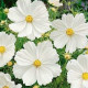 Krasuľka perovitá Biela senzácia - Cosmos bipinnatus - predaj semien - 40 ks