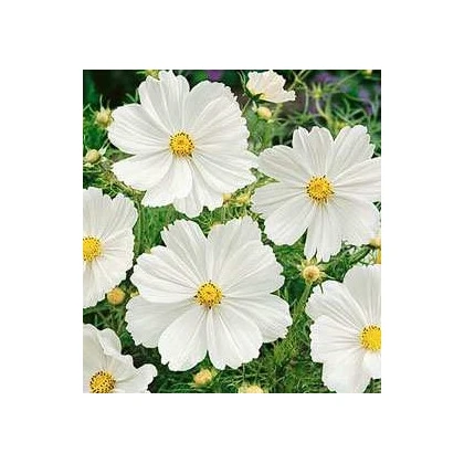 Krasuľka perovitá Biela senzácia - Cosmos bipinnatus - predaj semien - 40 ks