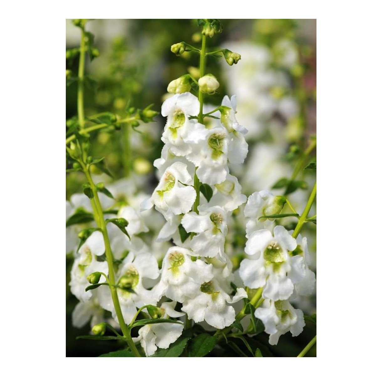 Angelónia úzkolistá Serenita white - Angelonia angustifolia - predaj semien - 6 ks