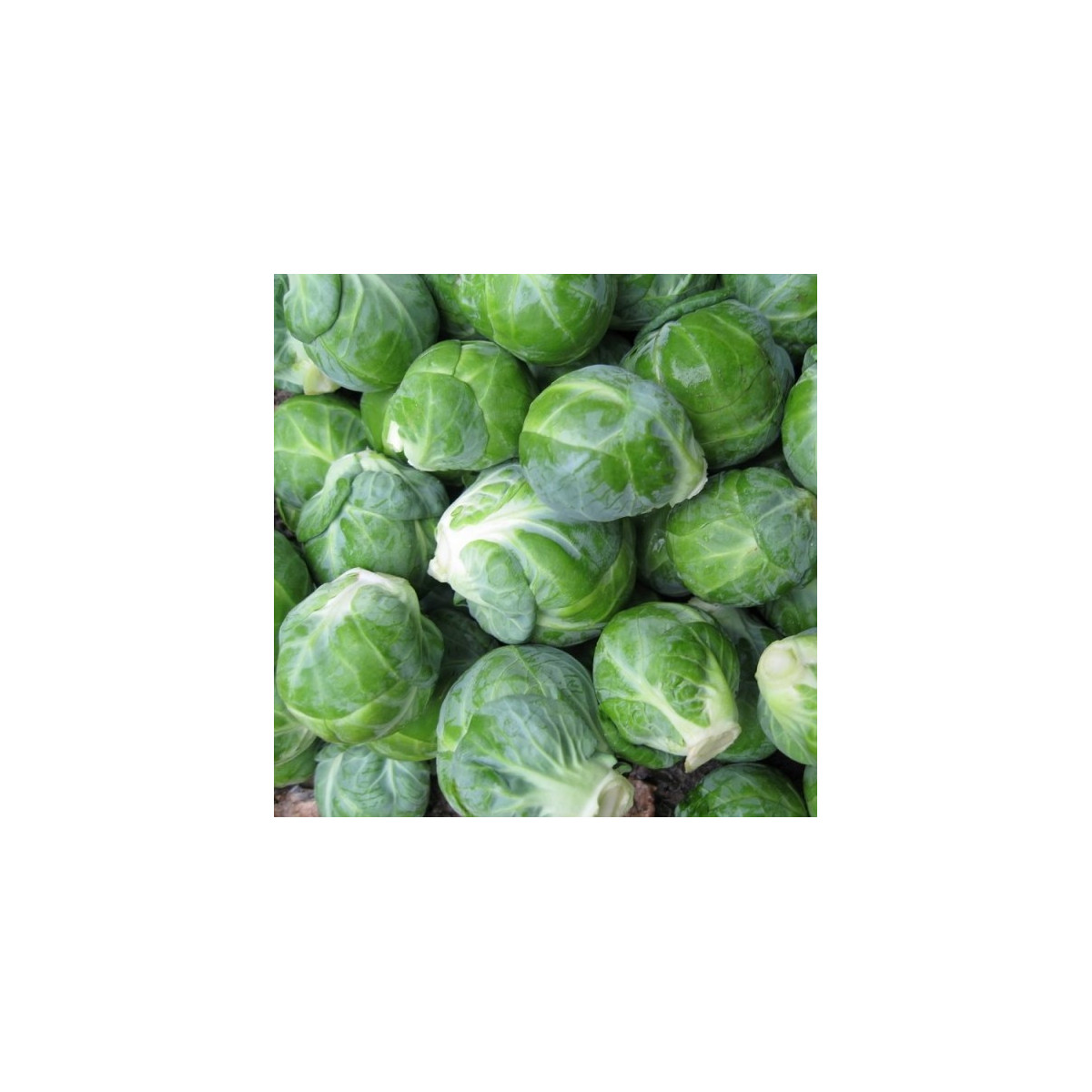 BIO Kel ružičkový Dagan F1 - Brassica oleracea - predaj bio semien - 20 ks