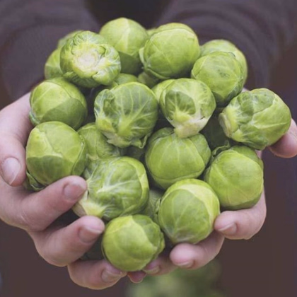 BIO Kel ružičkový Hemera F1 - Brassica oleracea - predaj bio semien - 20 ks