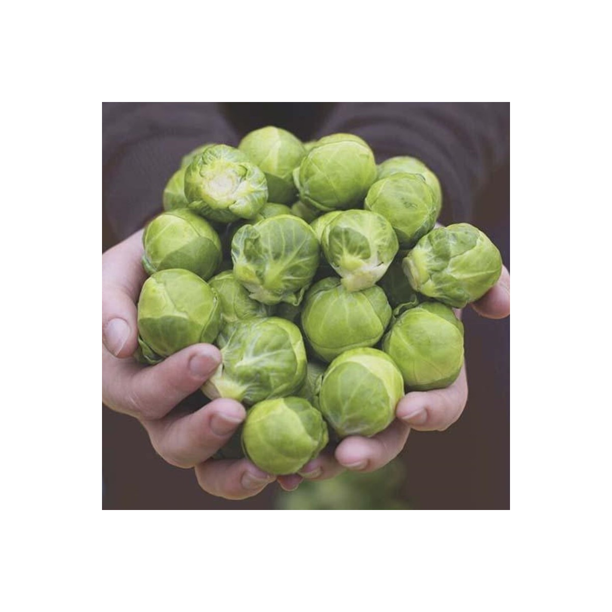 BIO Kel ružičkový Hemera F1 - Brassica oleracea - predaj bio semien - 20 ks