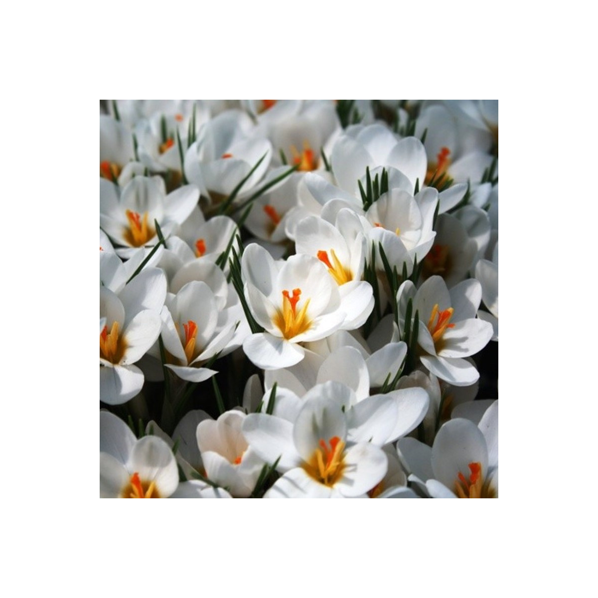 Krókus Ard Schenk - Crocus chrysanthus - predaj cibuľovín - 3 ks