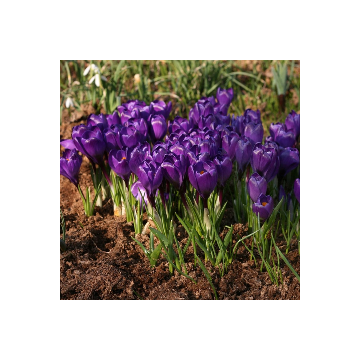 Krókus Remembrance - Crocus vernus - predaj cibuľovín - 3 ks