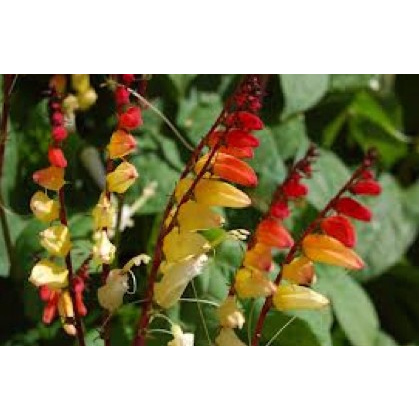 Mina laločná - kvamoklit - Quamoclit lobata - semiačka - 20 ks