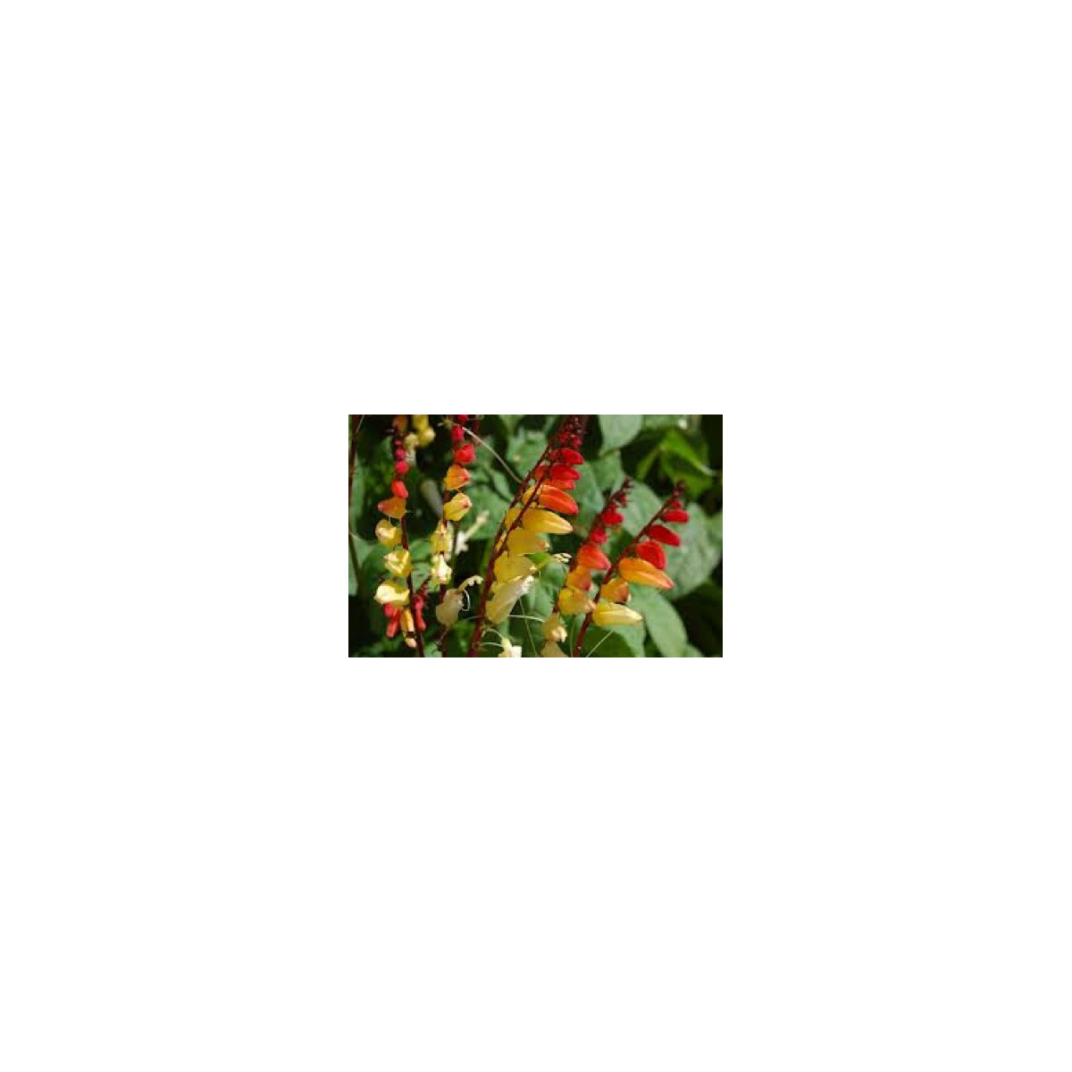 Mina laločná - kvamoklit - Quamoclit lobata - semiačka - 20 ks