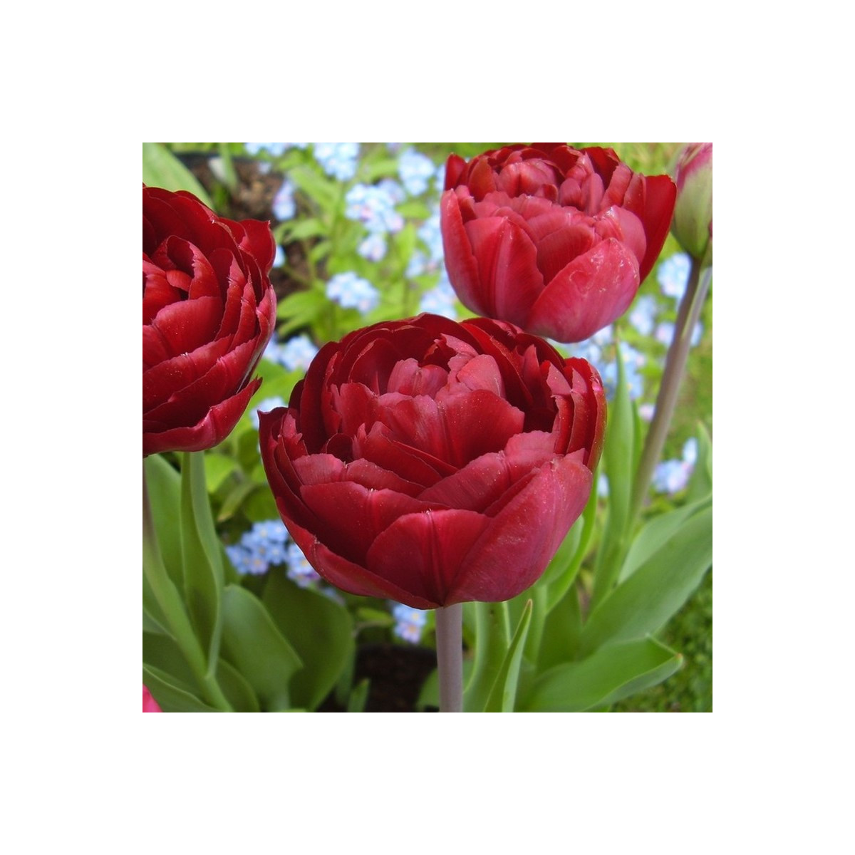 Tulipán Uncle Tom - Tulipa - predaj cibuľovín - 3 ks