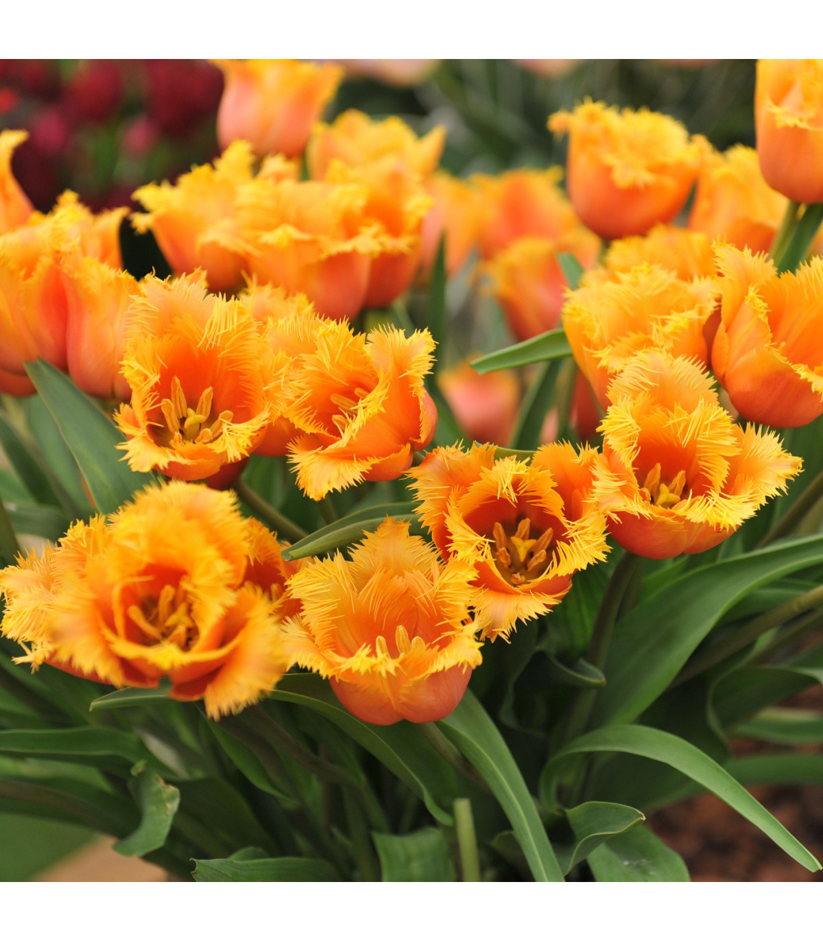 Tulipán Lambada - Tulipa - predaj cibuľovín - 3 ks