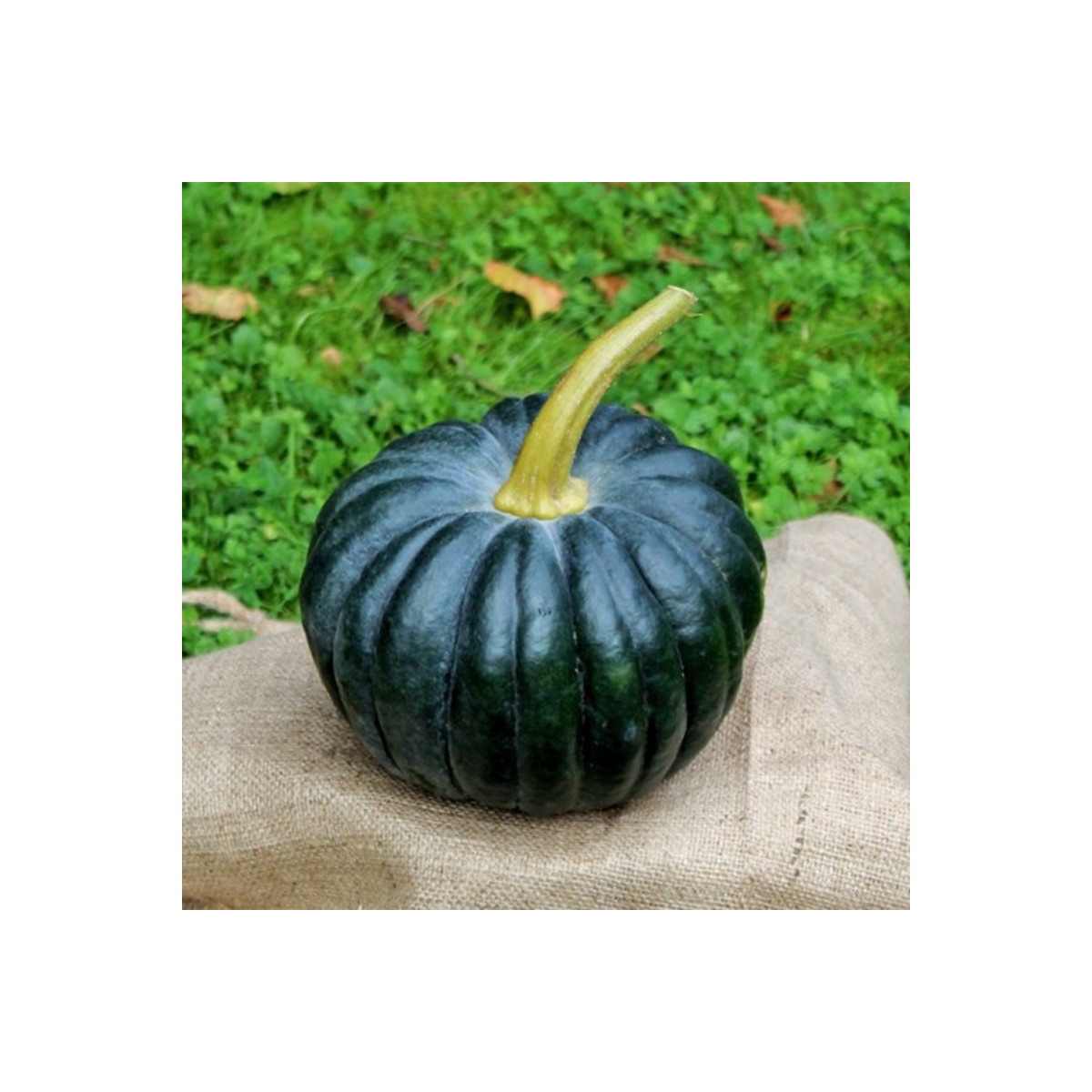 BIO Tekvica Black Futsu - Cucurbita moschata - predaj bio semien - 7 ks