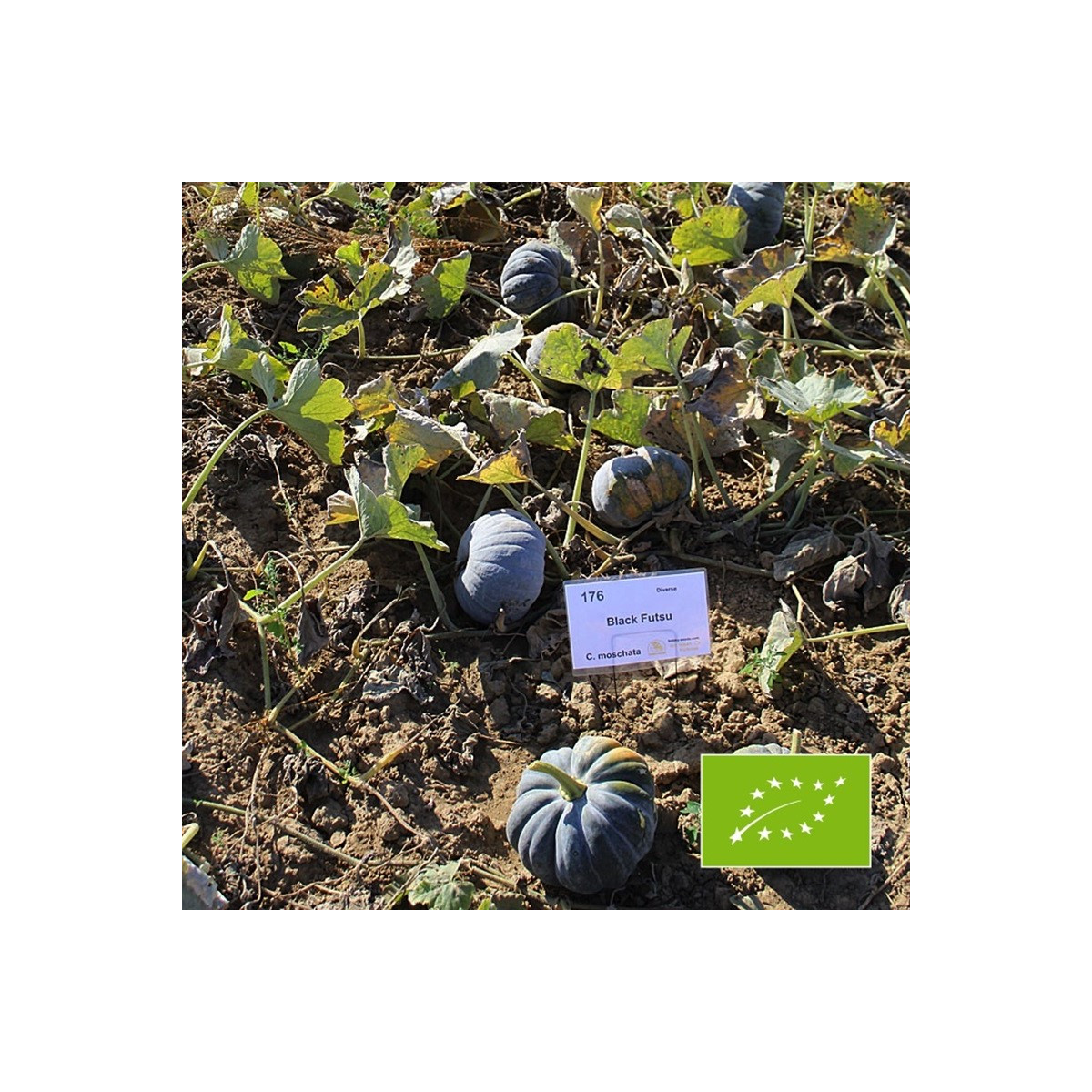 BIO Tekvica Black Futsu - Cucurbita moschata - predaj bio semien - 7 ks