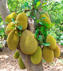Chlebovník rôznolistý - Artocarpus heterophyllus - predaj semien - 2 ks