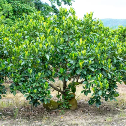 Chlebovník rôznolistý - Artocarpus heterophyllus - predaj semien - 2 ks