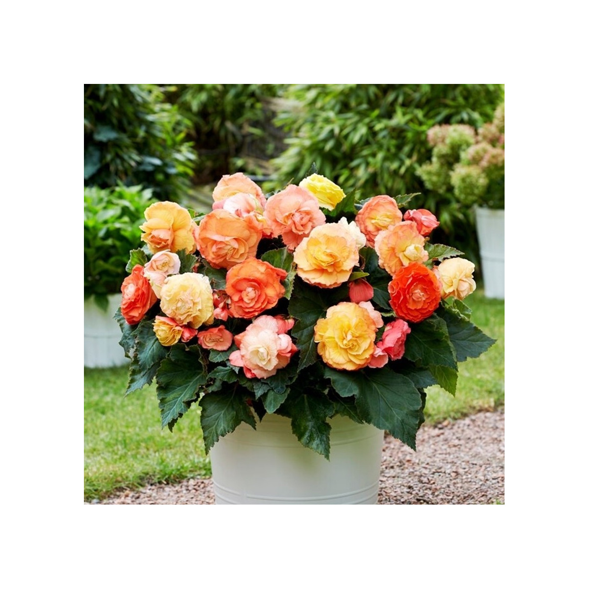 Begónia plnokvetá Bolero - Begonia superba - predaj cibuľovín - 2 ks