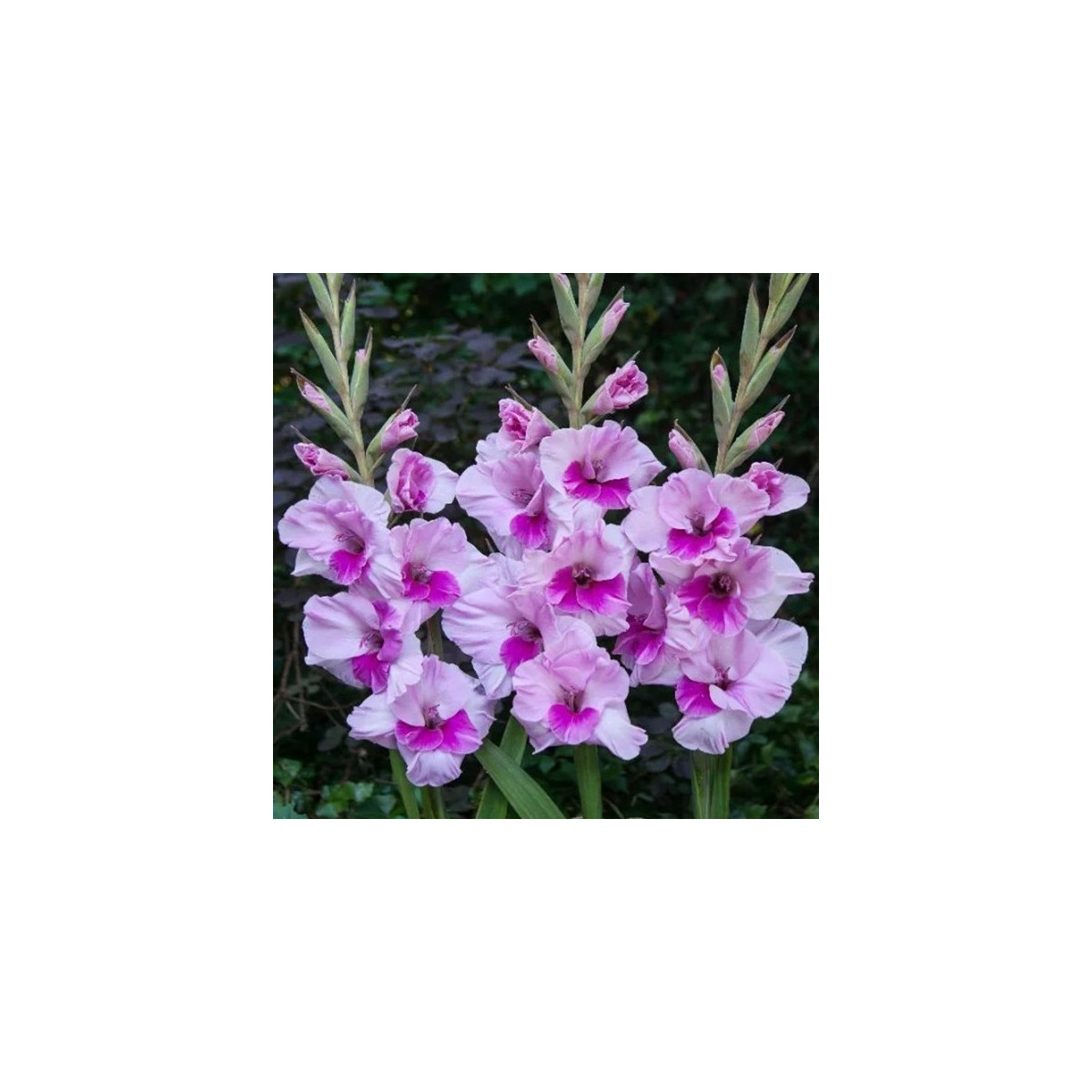 Gladiola Alannah - Gladiolus - predaj cibuľovín - 3 ks