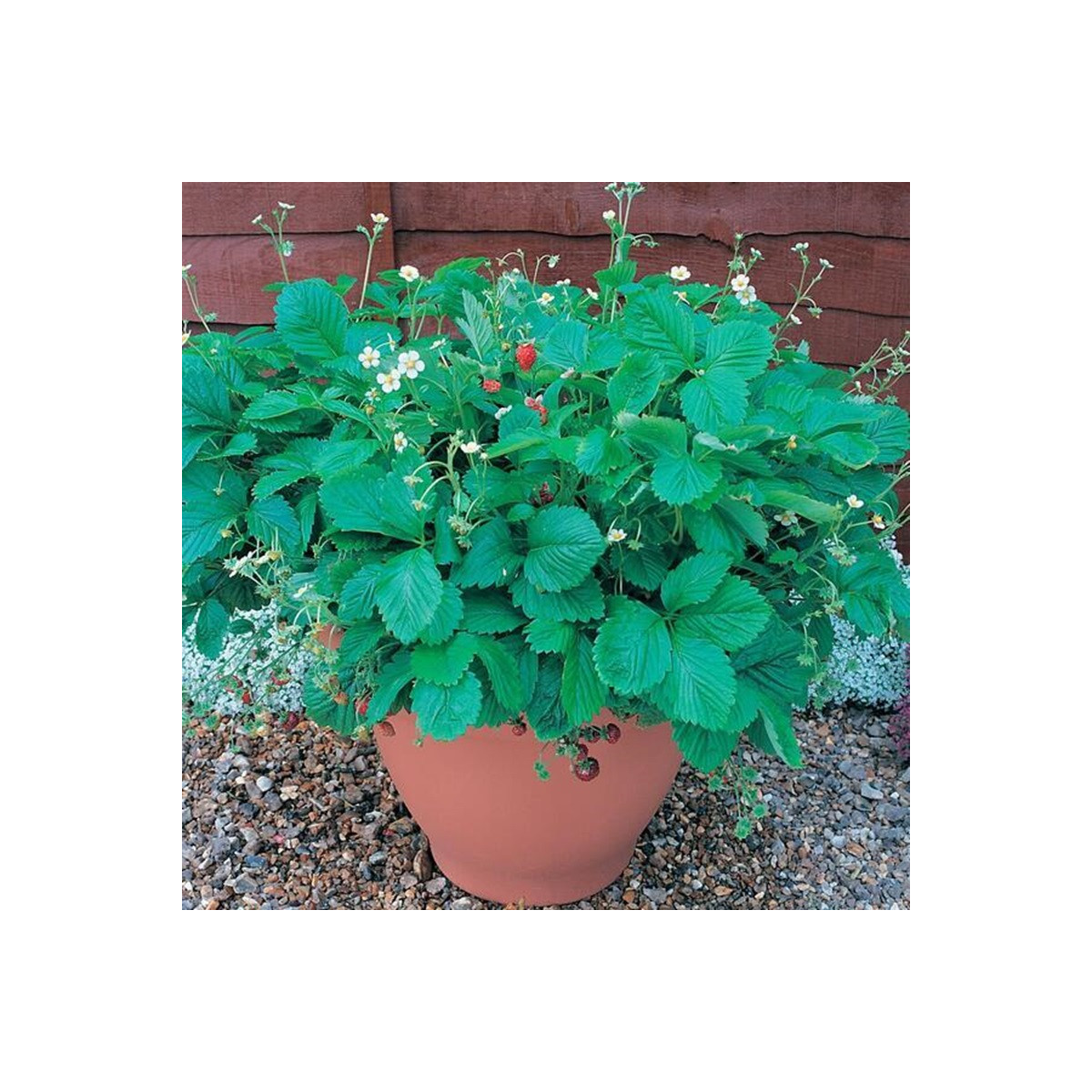 Jahodník lesný Mignonette - Fragaria vesca - predaj semien - 15 ks ​